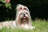 SHIH TZU 340